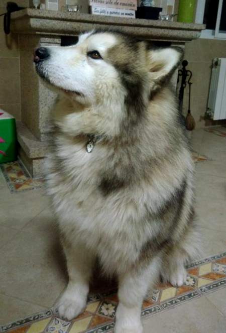 alaskan malamute thor.jpg